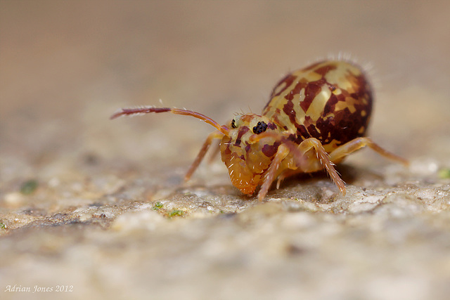 Dicyrtomina saundersi