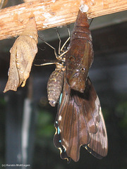 Schlüpfender Schmetterling (Wilhelma)