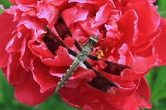 Common Whitetail Dragonfly on Peony