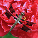 Common Whitetail Dragonfly on Peony