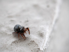 Jumping Spider the Size of a Grain of Rice!