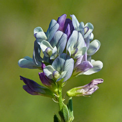 Alfalfa