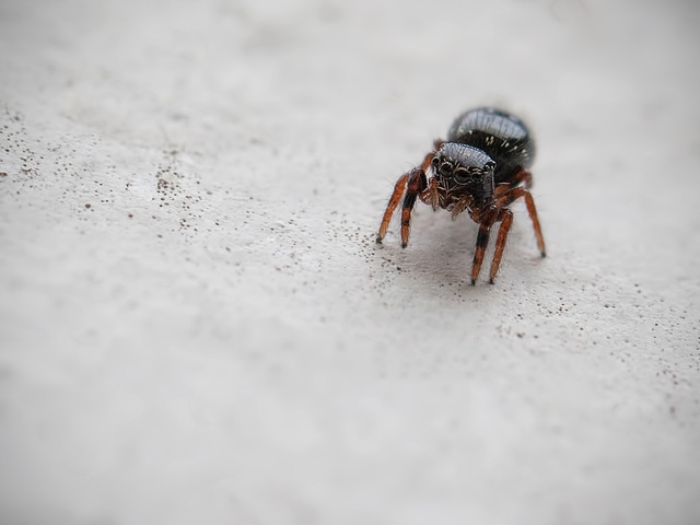 Itty Bitty Jumping Spider