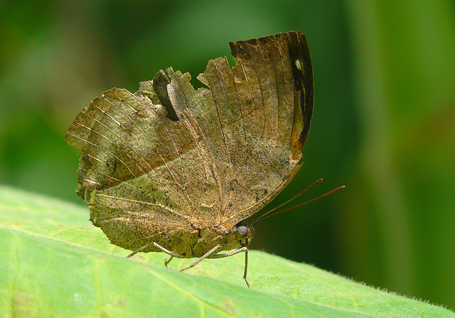Indian Dead Leaf butterfly