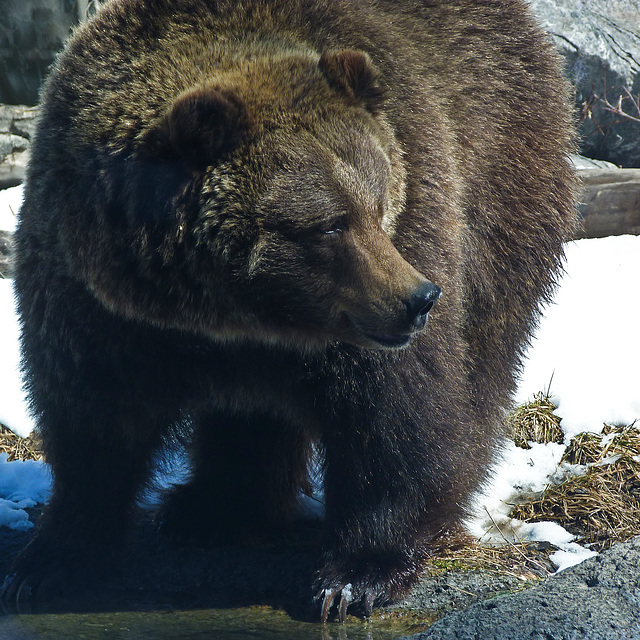 Grizzly Bear