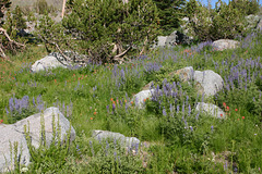 Lupine & Indian Paintbrush