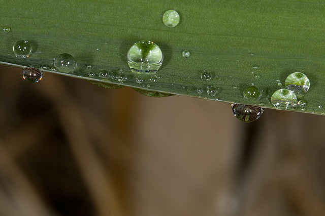 A Family of Friendly Droplets! :D