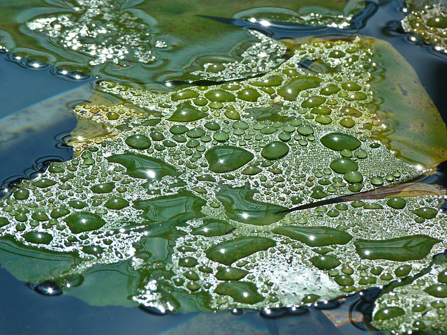 Waterdrops on a lily pad