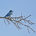 Little blue bird