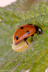 Ladybird and Dinocampus coccinellae larva