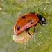 Ladybird and Dinocampus coccinellae larva