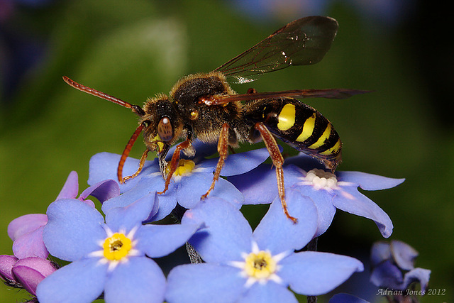 Nomada Bee.