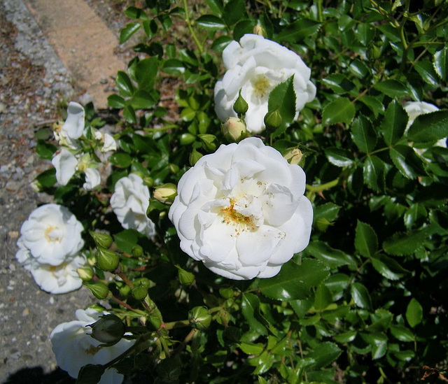 Buisson de roses blanches