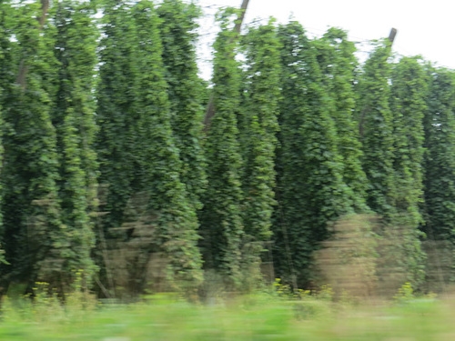 Pieds de houblon.