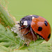 Ladybird and Dinocampus coccinellae cocoon