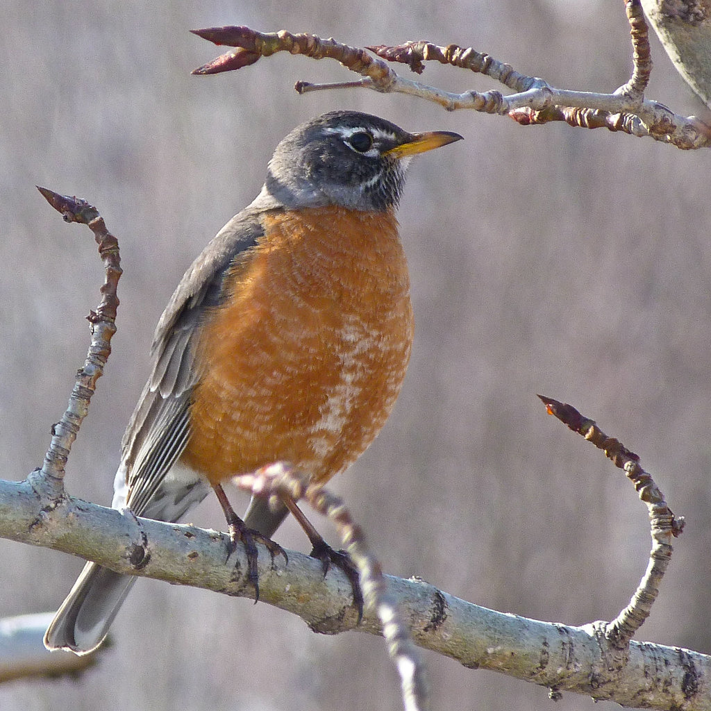 American Robin