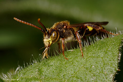 Nomada Bee