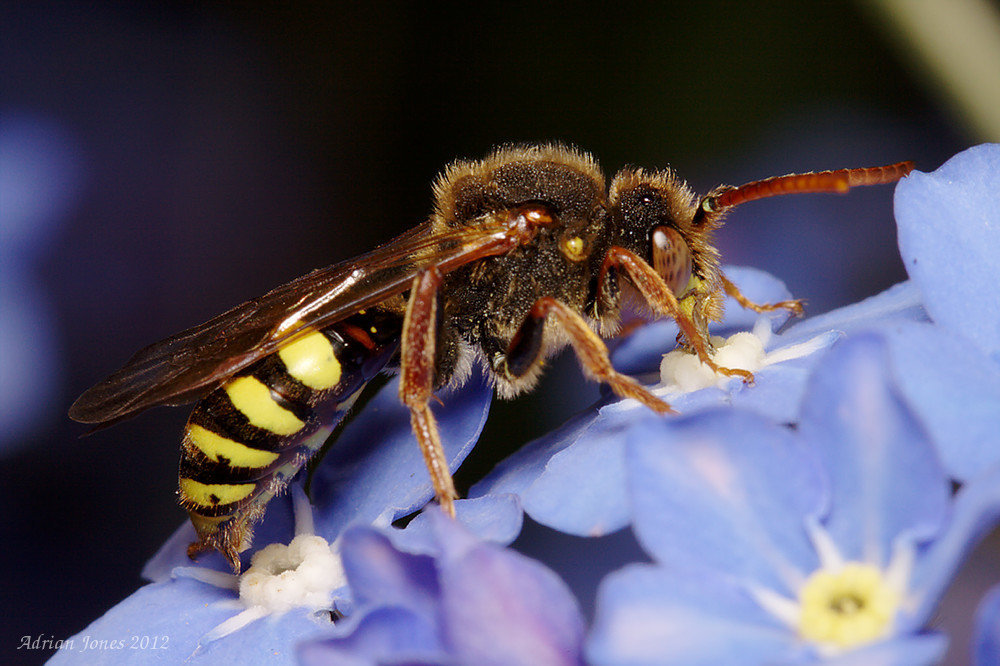 Nomada Bee.