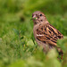 House sparrow