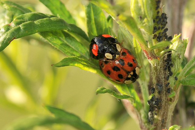 Coccinelles