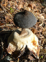 Earth Star fungus