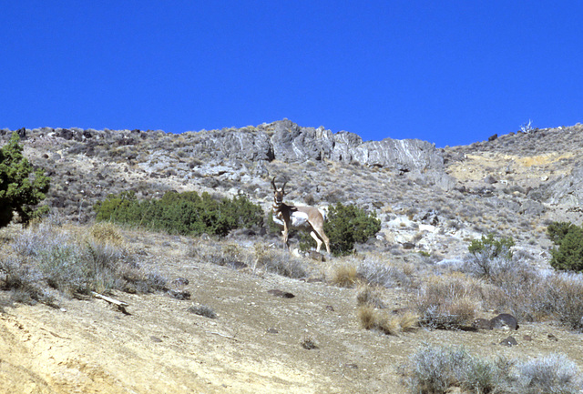 Pronghorn buck