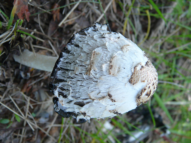 Ink Cap