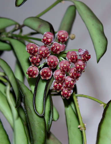 Hoya wayettii