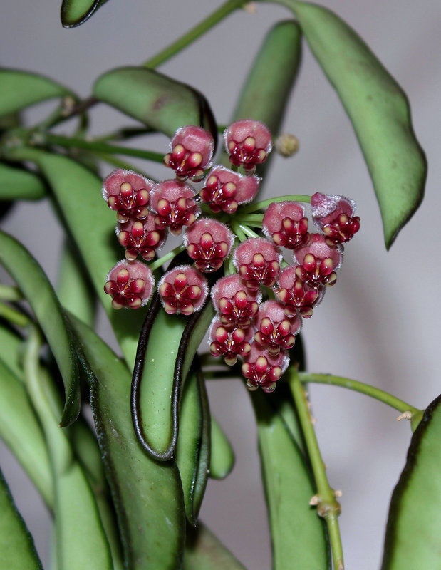 Hoya wayettii
