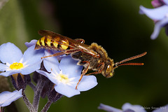 Nomada Bee