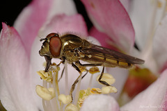 Hoverfly (Platycheirus manicatus) male.