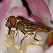 Hoverfly (Platycheirus manicatus) male.
