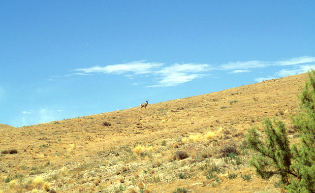 Pronghorn