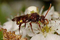 Nomada Bee
