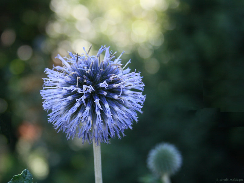 Kugeldistel (Wilhelma)