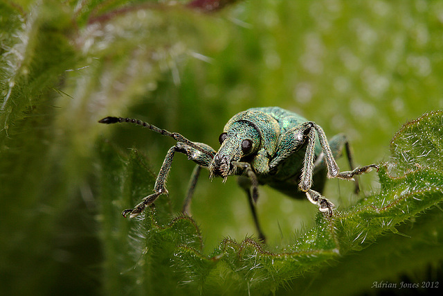 Weevil