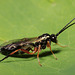 Ichneumon wasp - Diplazontinae ( Ichneumonidae)