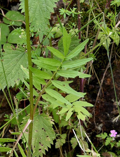 Valeriana officinalis (2)