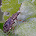 A small Weevil on Sallow