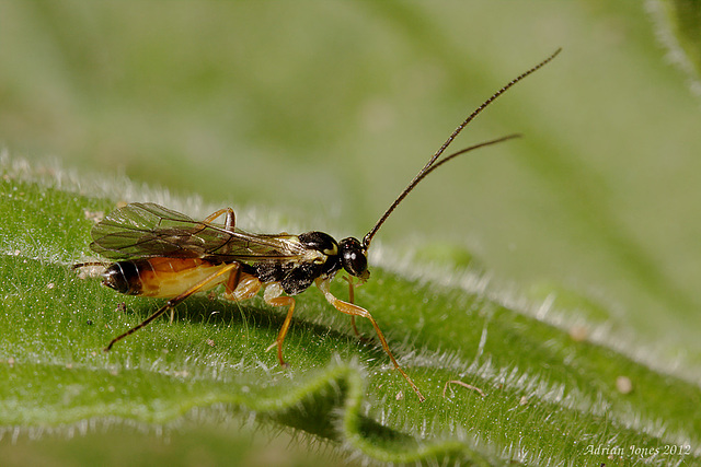 Ichneumon wasp ?