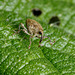 Weevil