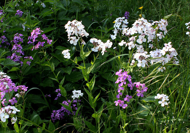 Hesperis matronalis