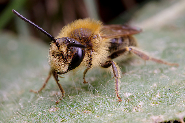 Andrena sp.