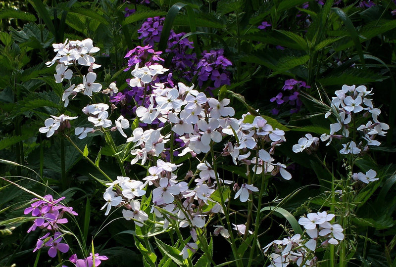 Hesperis matronalis (2)