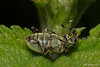 Weevil feining death