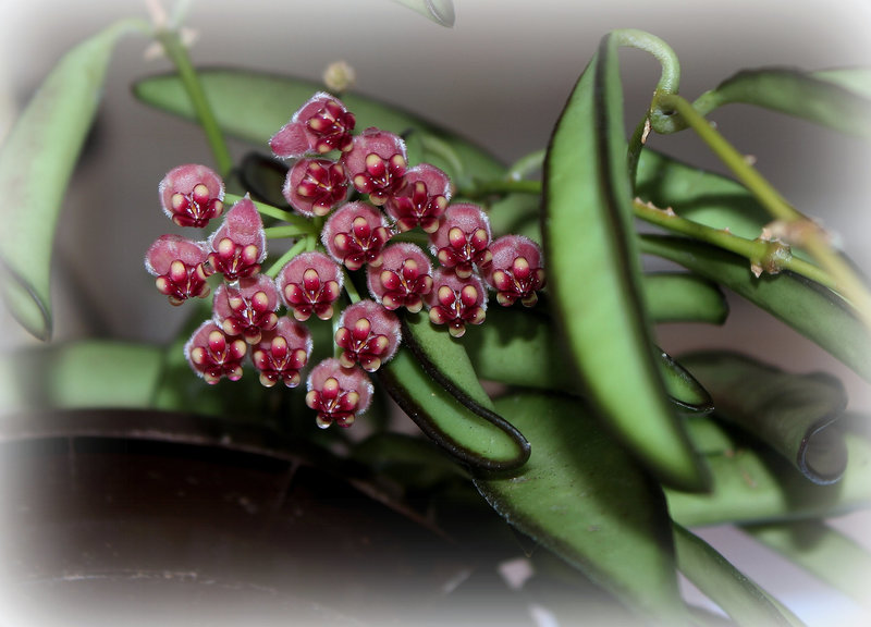 Hoya wayettii (3)