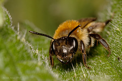 Andrena sp.