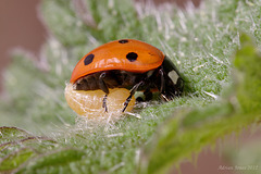 Ladybird and Dinocampus coccinellae larva