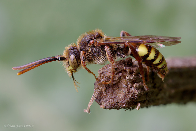 Nomada Bee.