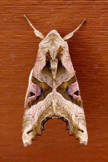 Angle Shades Moth.